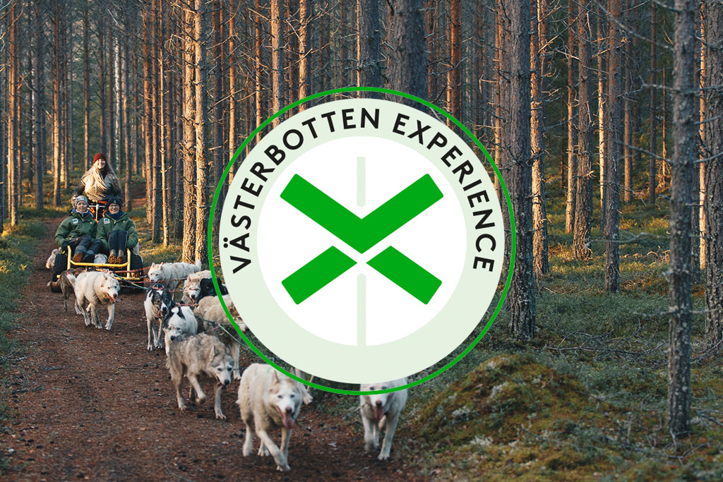 Hundspann i skog med Västerbotten Experience sigill
